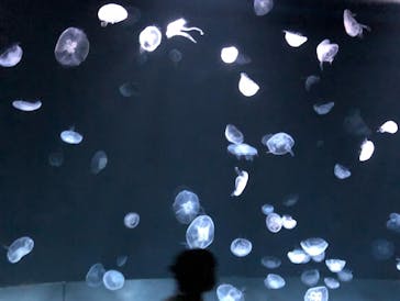 サンシャイン水族館に投稿された画像（2022/8/13）