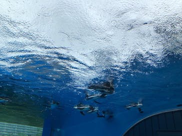 サンシャイン水族館に投稿された画像（2022/8/13）