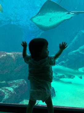 マリンワールド海の中道に投稿された画像（2022/8/13）