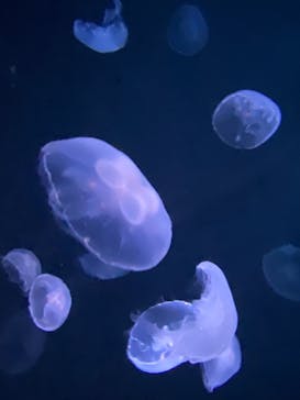サンシャイン水族館に投稿された画像（2022/8/13）