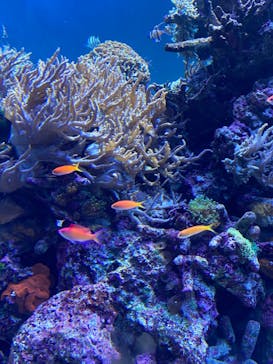 サンシャイン水族館に投稿された画像（2022/8/13）