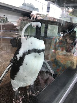 京都水族館に投稿された画像（2022/8/13）