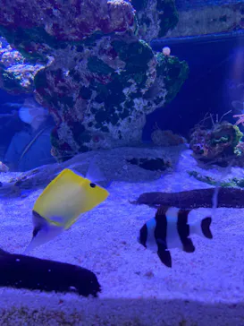 すみだ水族館に投稿された画像（2022/8/13）