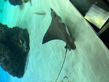 サンシャイン水族館に投稿された画像（2022/8/13）