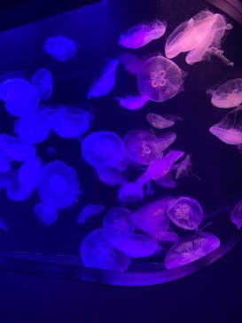 マリンワールド海の中道に投稿された画像（2022/8/13）