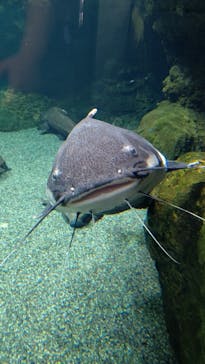 大分マリーンパレス水族館 「うみたまご」に投稿された画像（2022/8/13）