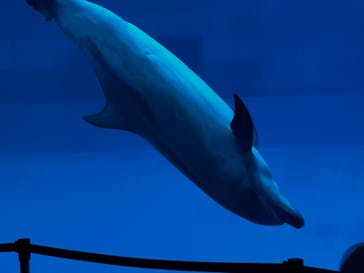 名古屋港水族館に投稿された画像（2022/8/13）