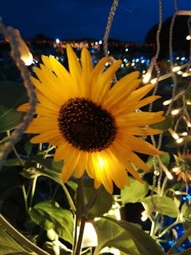 せんだい農業園芸センター　みどりの杜に投稿された画像（2022/8/13）