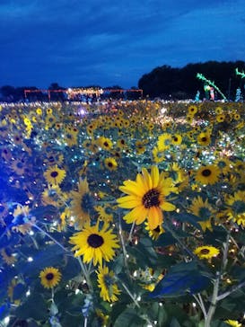 せんだい農業園芸センター　みどりの杜に投稿された画像（2022/8/13）
