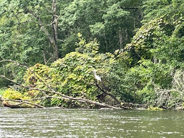 Matatabi（マタタビ）に投稿された画像（2022/8/13）