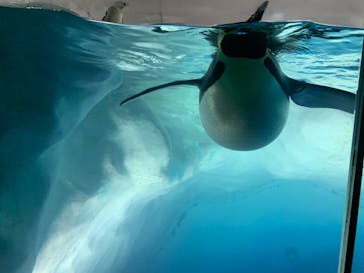 名古屋港水族館に投稿された画像（2022/8/13）