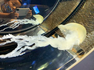 名古屋港水族館に投稿された画像（2022/8/13）