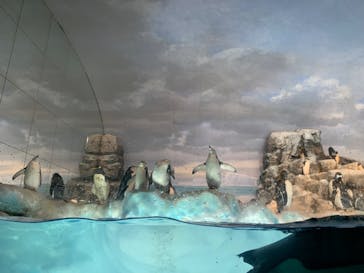 名古屋港水族館に投稿された画像（2022/8/13）