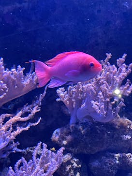 名古屋港水族館に投稿された画像（2022/8/13）