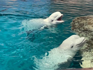 名古屋港水族館に投稿された画像（2022/8/13）