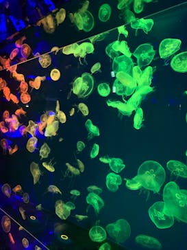 名古屋港水族館に投稿された画像（2022/8/13）