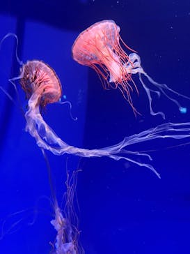 新江ノ島水族館に投稿された画像（2022/8/13）