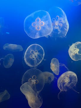 新江ノ島水族館に投稿された画像（2022/8/13）
