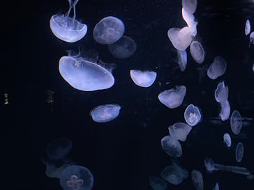 サンシャイン水族館に投稿された画像（2022/8/13）