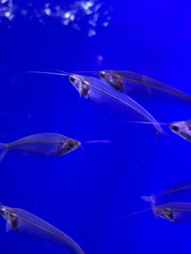 サンシャイン水族館に投稿された画像（2022/8/13）