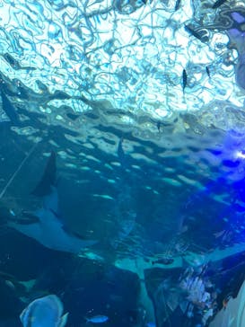 名古屋港水族館に投稿された画像（2022/8/13）