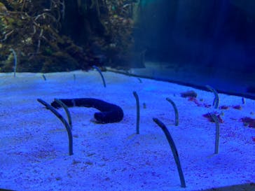 名古屋港水族館に投稿された画像（2022/8/13）