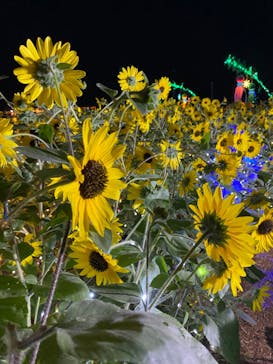 せんだい農業園芸センター　みどりの杜に投稿された画像（2022/8/13）
