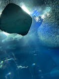 アクアワールド茨城県大洗水族館に投稿された画像（2022/8/13）