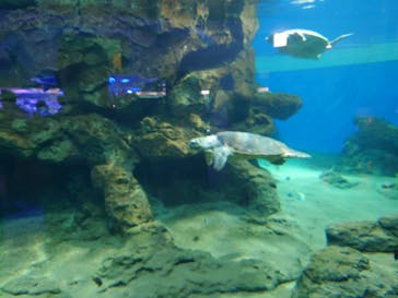 名古屋港水族館に投稿された画像（2022/8/13）