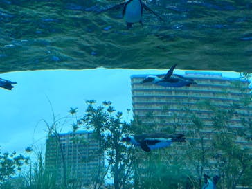 サンシャイン水族館に投稿された画像（2022/8/13）