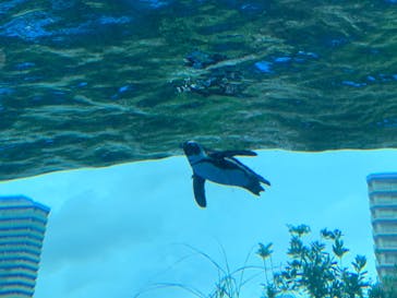 サンシャイン水族館に投稿された画像（2022/8/13）