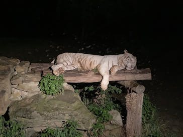 群馬サファリパークに投稿された画像（2022/8/13）