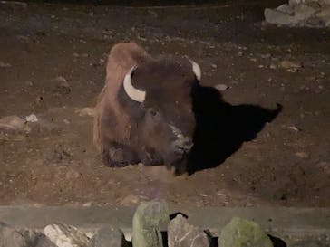 群馬サファリパークに投稿された画像（2022/8/13）