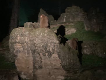 群馬サファリパークに投稿された画像（2022/8/13）