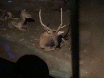 群馬サファリパークに投稿された画像（2022/8/13）