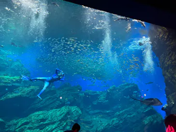 仙台うみの杜水族館に投稿された画像（2022/8/13）
