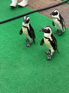 登別マリンパークニクスに投稿された画像（2022/8/13）