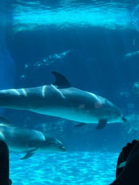 名古屋港水族館に投稿された画像（2022/8/13）