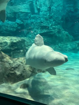 名古屋港水族館に投稿された画像（2022/8/13）