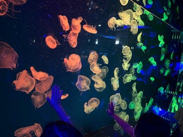 名古屋港水族館に投稿された画像（2022/8/13）