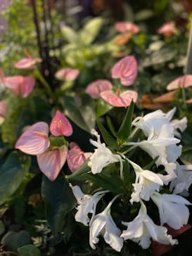 安城産業文化公園デンパークに投稿された画像（2022/8/13）