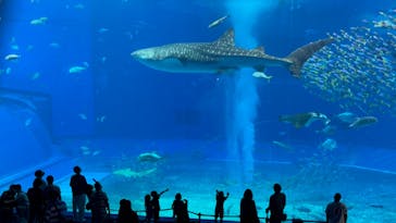 沖縄美ら海水族館に投稿された画像（2022/8/13）