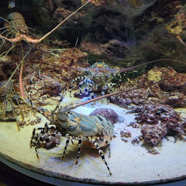 沖縄美ら海水族館に投稿された画像（2022/8/13）