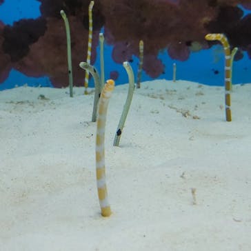 沖縄美ら海水族館に投稿された画像（2022/8/13）