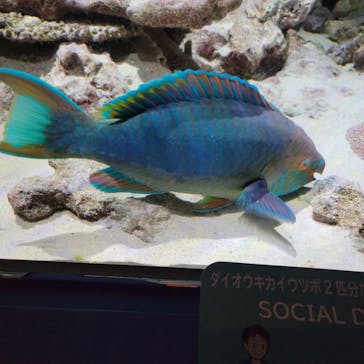 沖縄美ら海水族館に投稿された画像（2022/8/13）