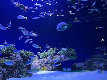 マリンワールド海の中道に投稿された画像（2022/8/13）