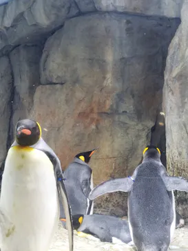 仙台うみの杜水族館に投稿された画像（2022/8/13）