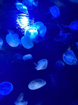 サンシャイン水族館に投稿された画像（2022/8/13）