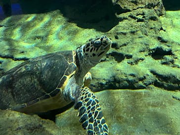 名古屋港水族館に投稿された画像（2022/8/14）