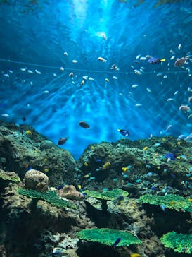 アクアワールド茨城県大洗水族館に投稿された画像（2022/8/14）
